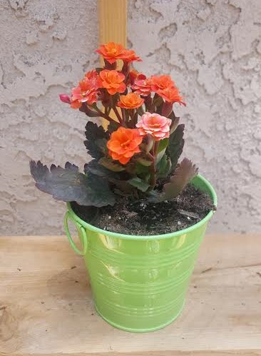 How to Care for Kalanchoes