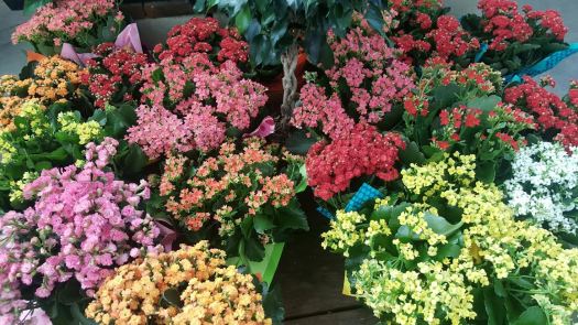 How to Care for Kalanchoes